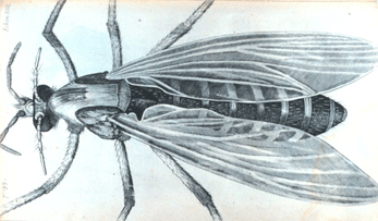 "The great Belly'ed Gnat or female Gnat". From: "Micrographia, or, Some physiological descriptions of minute bodies made by magnifying glasses....", by Robert Hooke, 1667. Copied from NOAA Photo Library.